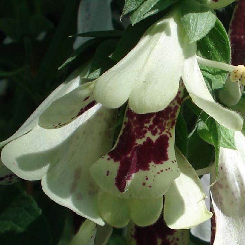 Fingerhut Pam's Split - Digitalis purpurea (Blüte)