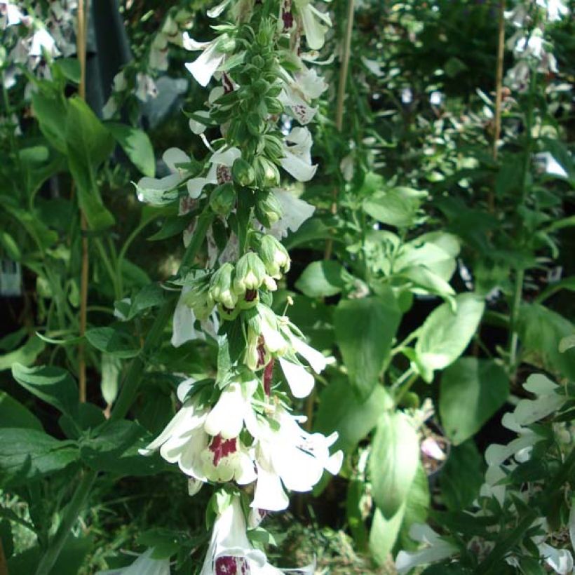 Fingerhut Pam's Split - Digitalis purpurea (Hafen)