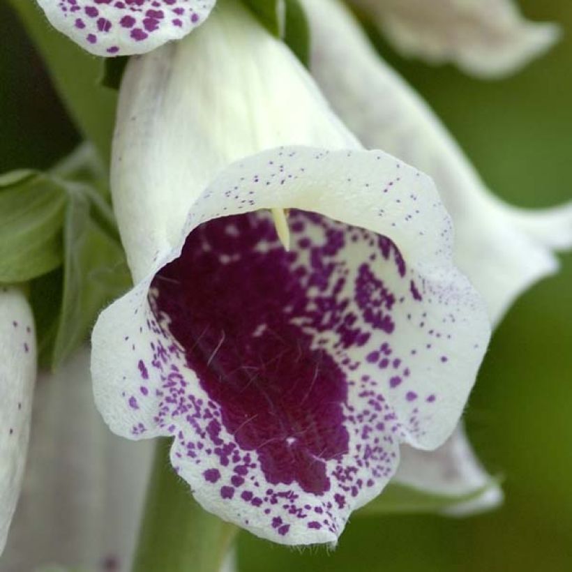 Fingerhut Pam s Choice - Digitalis purpurea (Blüte)