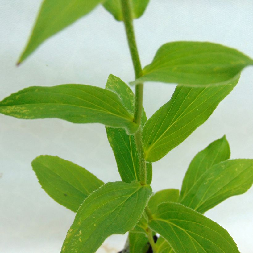 Digitalis grandiflora - Großblütiger Fingerhut (Laub)