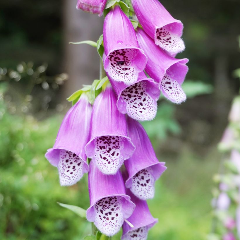 Roter Fingerhut - Digitalis purpurea (Blüte)