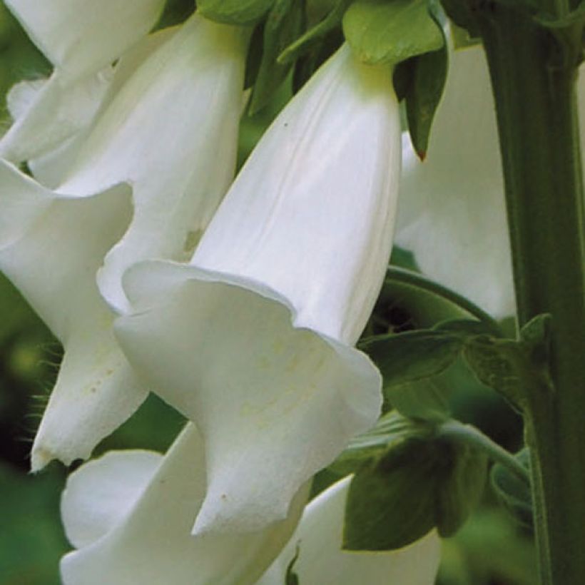 Fingerhut Alba - Digitalis purpurea (Blüte)