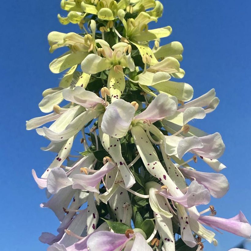 Fingerhut Apple Blossom®  - Digitalis (Blüte)