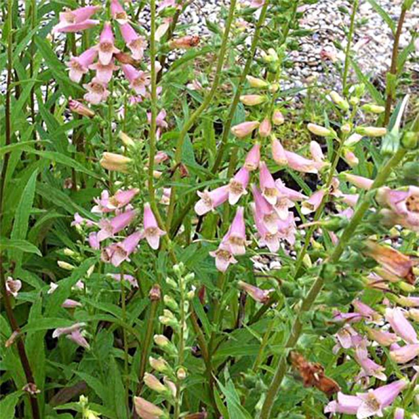 Digitalis Glory of Roundway - Fingerhut (Blüte)