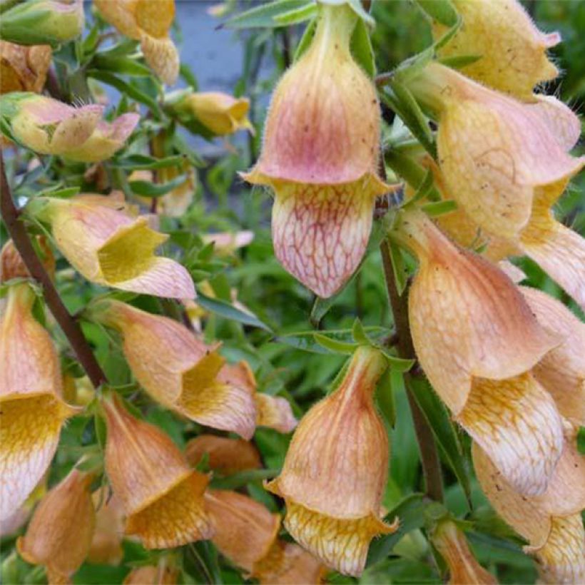 Fingerhut Spice Island - Digitalis (Blüte)