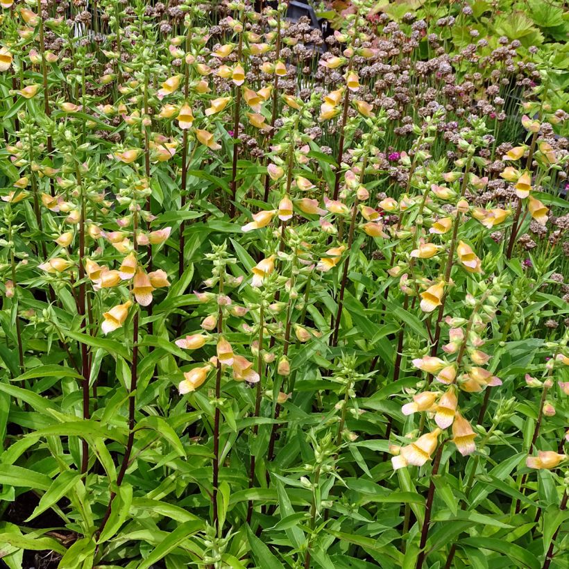 Fingerhut Spice Island - Digitalis (Hafen)