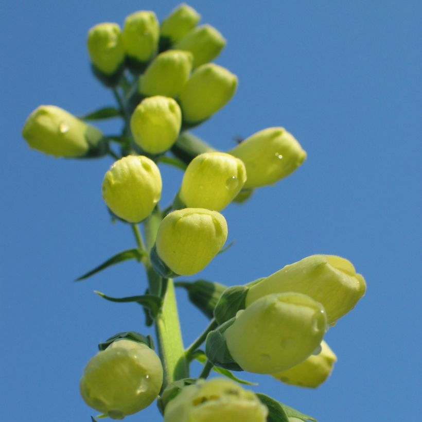 Digitalis ciliata - Fingerhut (Hafen)