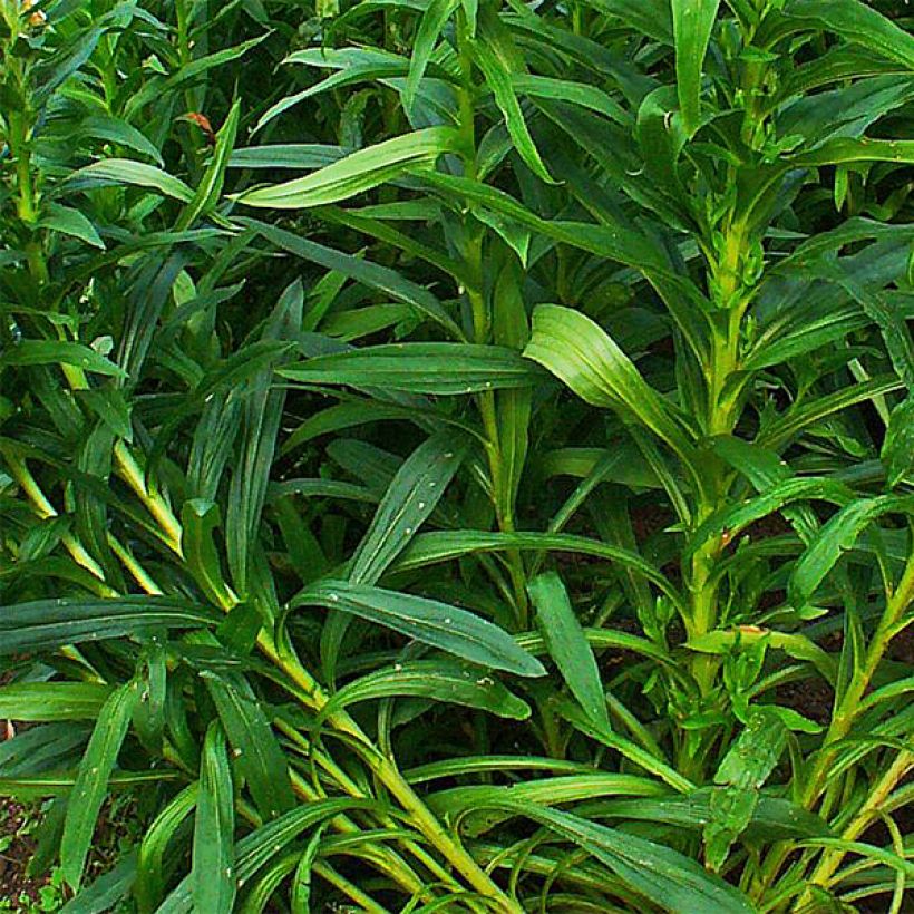 Digitalis ferruginea Gigantea - Rostfarbiger Fingerhut (Laub)