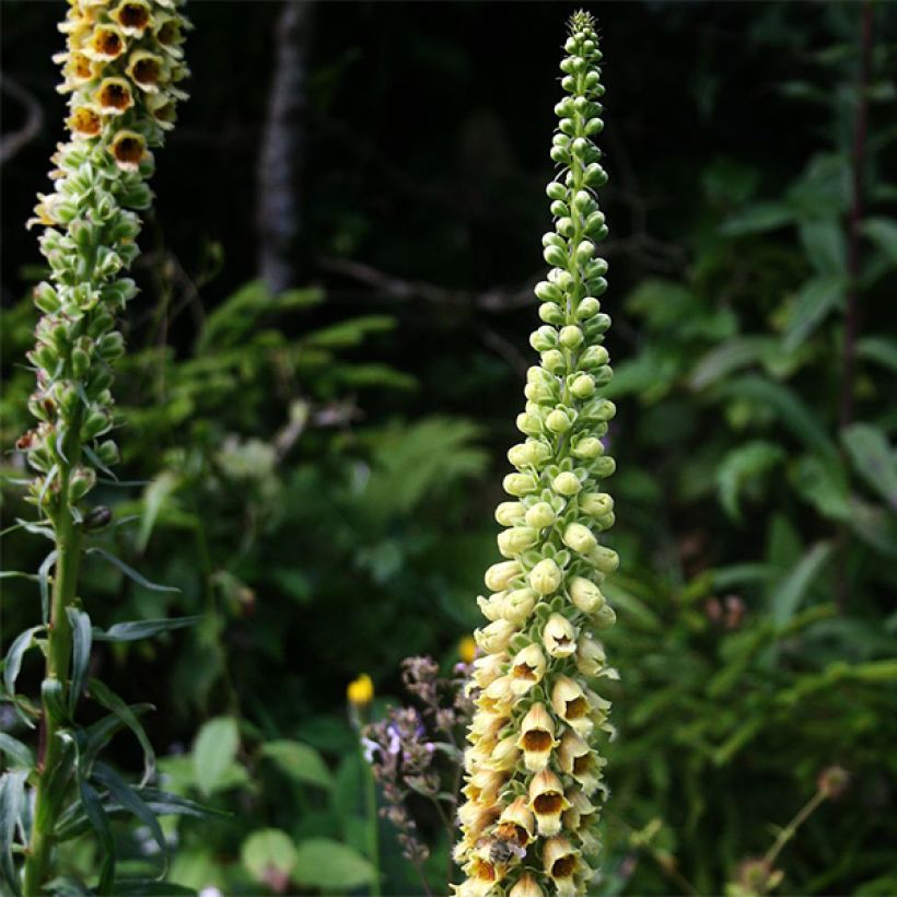 Digitalis ferruginea Gigantea - Rostfarbiger Fingerhut (Blüte)