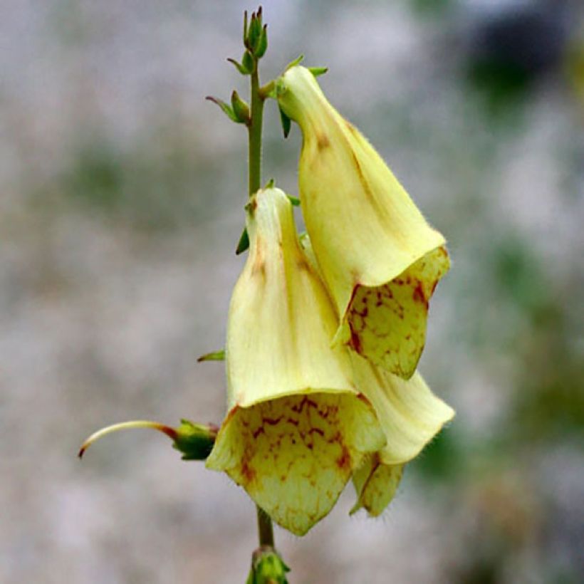 Digitalis grandiflora - Großblütiger Fingerhut (Blüte)