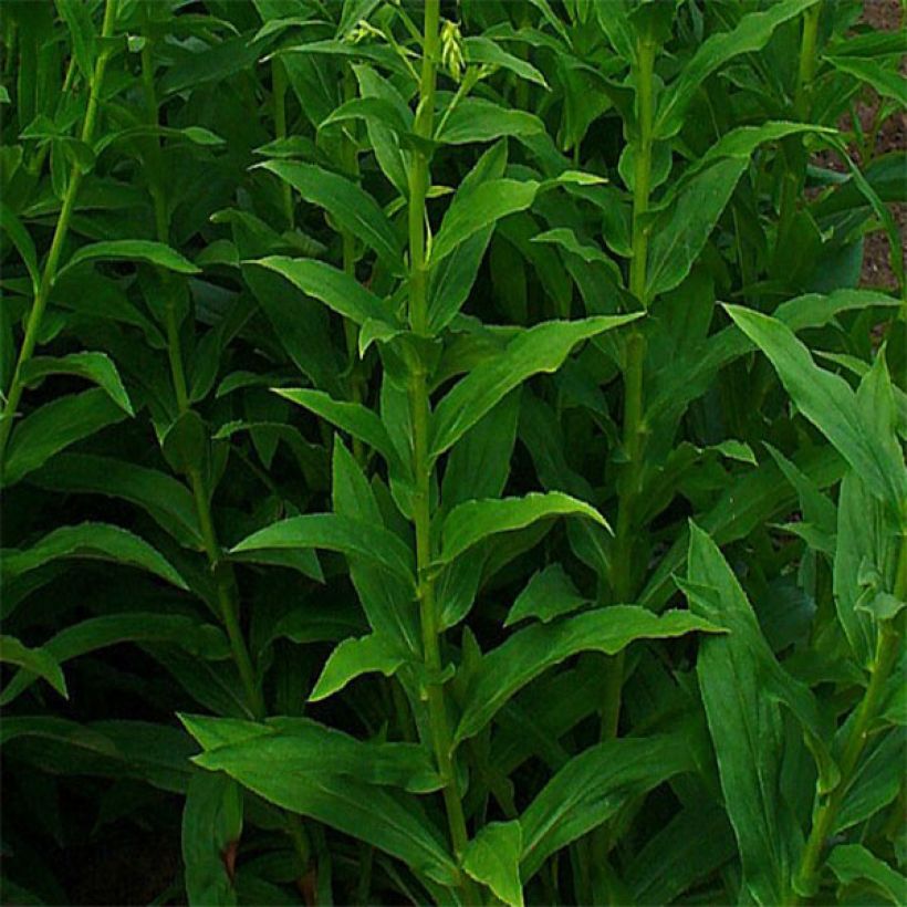 Digitalis lutea - Kleinblütiger Fingerhut (Laub)