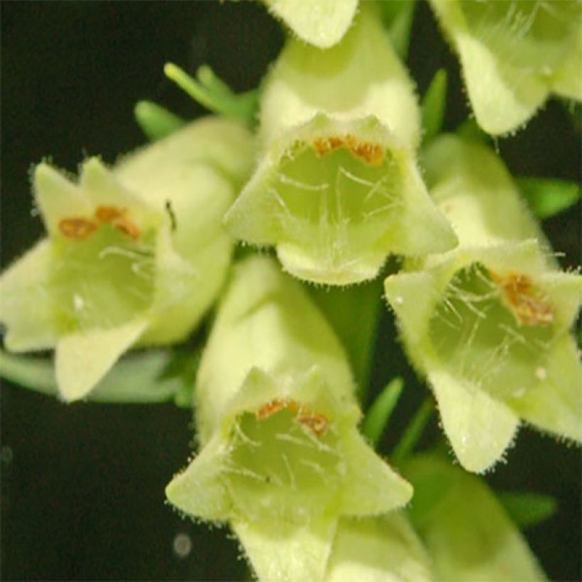 Digitalis lutea - Kleinblütiger Fingerhut (Blüte)