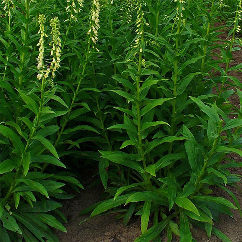 Digitalis lutea - Kleinblütiger Fingerhut (Hafen)