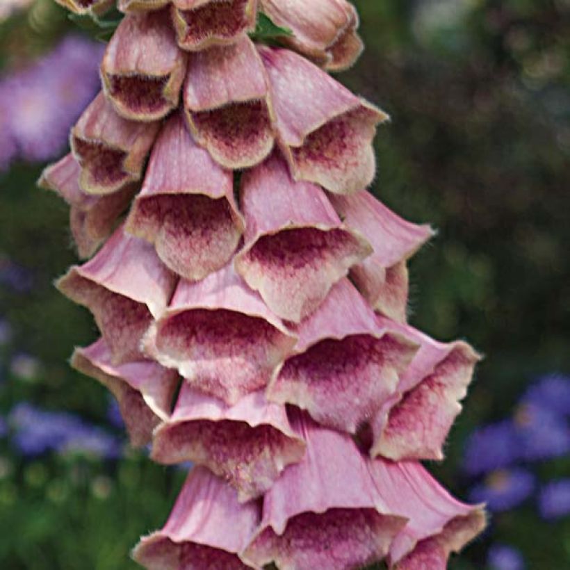 Digitalis mertonensis - Mehrjähriger Fingerhut (Blüte)