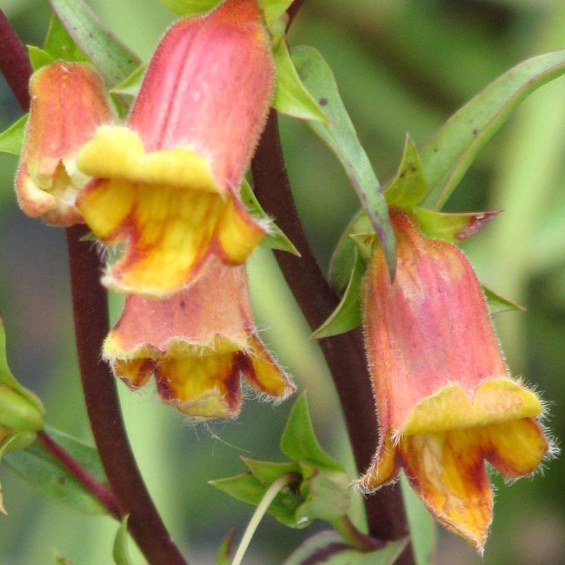 Digitalis obscura - Dunkler Fingerhut (Blüte)