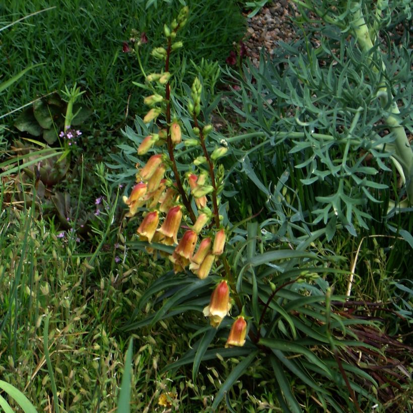 Digitalis obscura - Dunkler Fingerhut (Hafen)