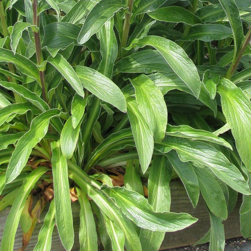 Digitalis parviflora - Kleinblütiger Fingerhut (Laub)