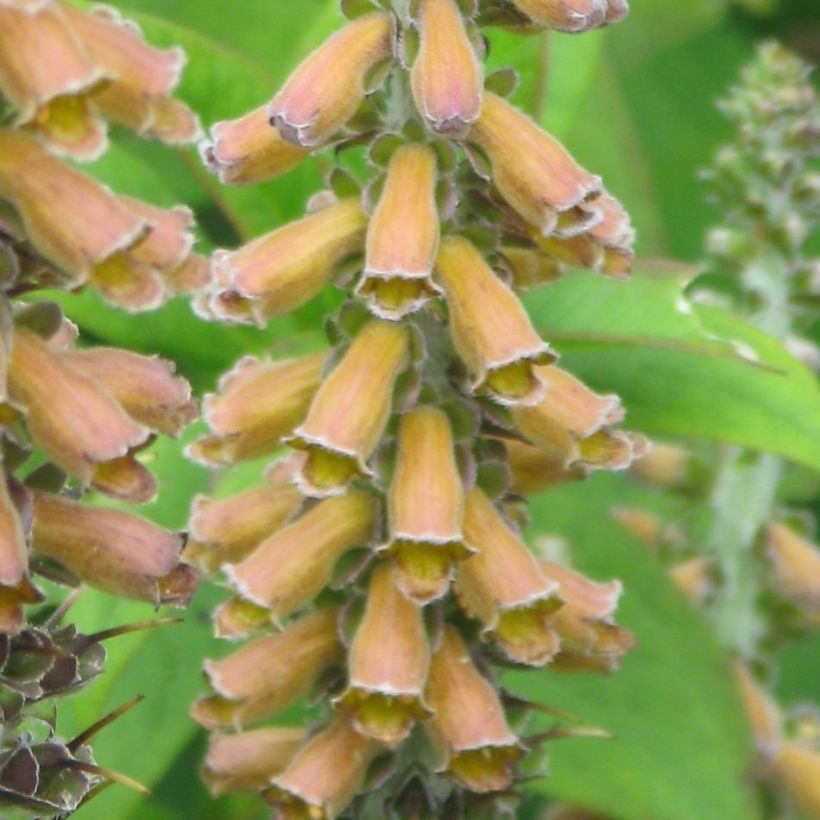 Digitalis parviflora - Kleinblütiger Fingerhut (Blüte)