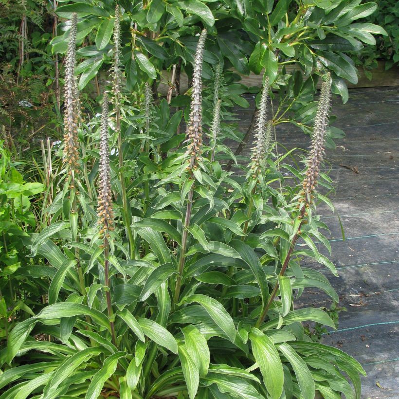 Digitalis parviflora - Kleinblütiger Fingerhut (Hafen)