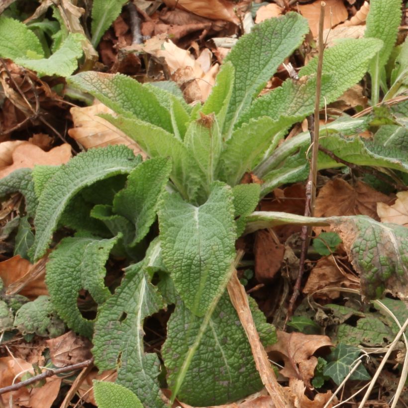 Fingerhut - Digitalis purpurea subsp. nevadensis (Laub)