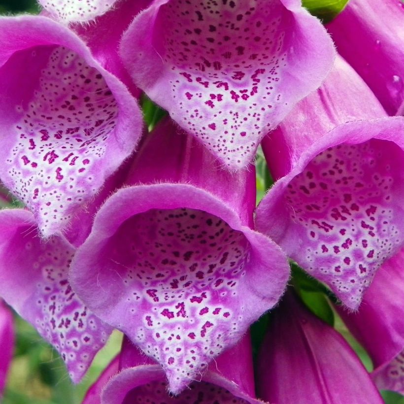 Fingerhut - Digitalis purpurea subsp. nevadensis (Blüte)