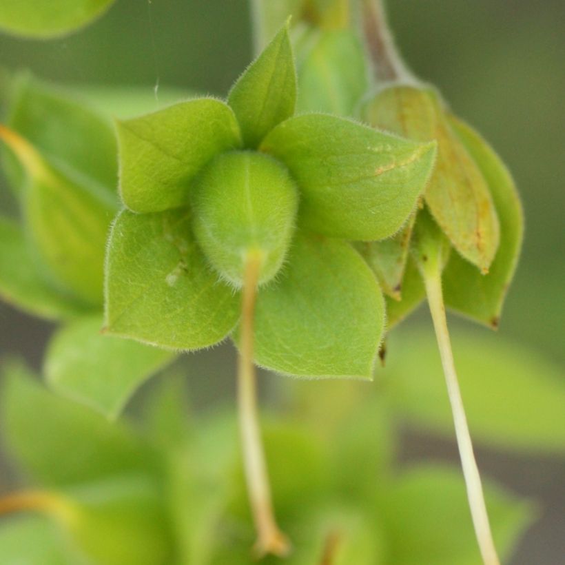 Fingerhut - Digitalis purpurea subsp. nevadensis (Ernte)