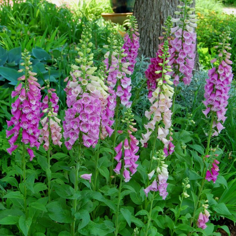 Fingerhut - Digitalis purpurea subsp. nevadensis (Hafen)