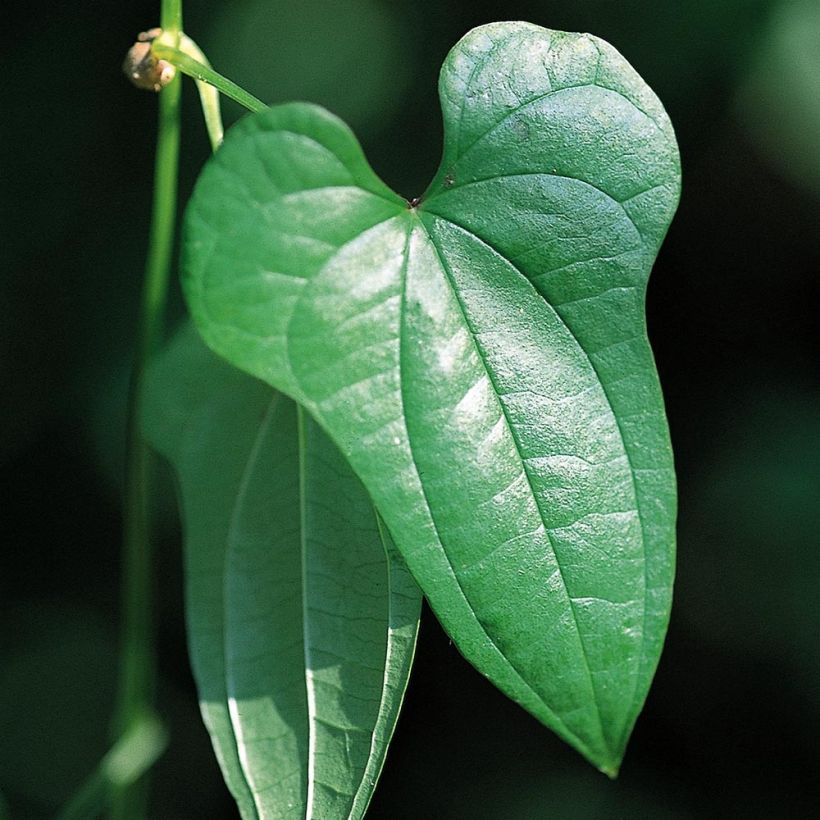 Dioscorea batatas - Chinesische Yamswurzel (Laub)