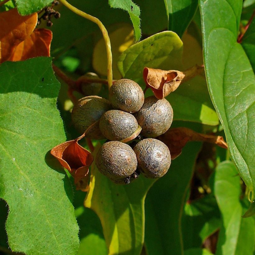 Dioscorea batatas - Chinesische Yamswurzel (Ernte)