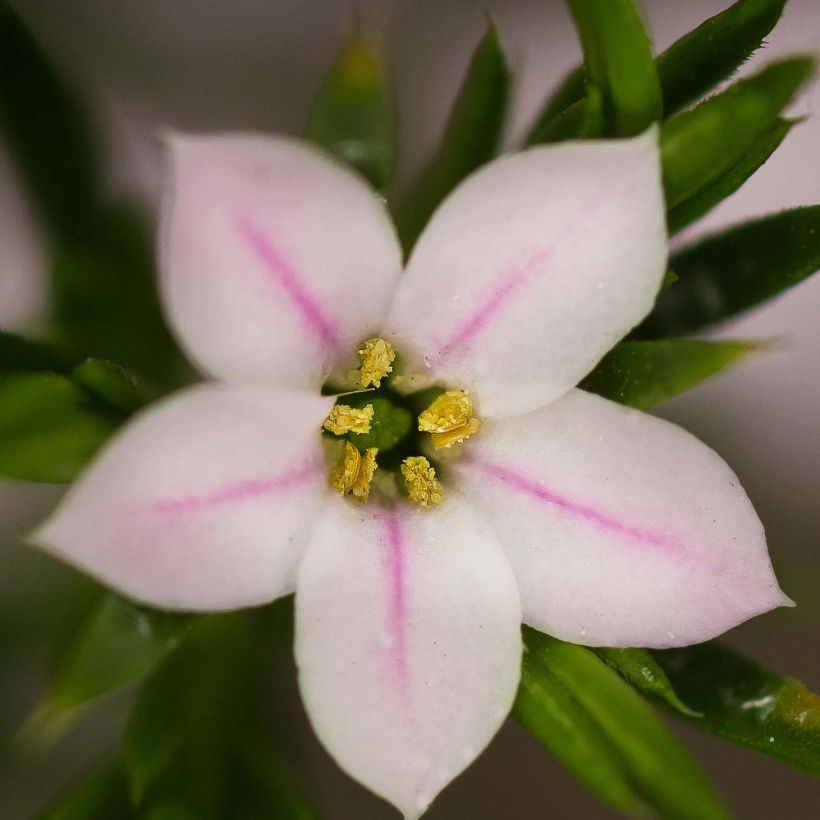 Diosma hirsuta Pink Fountain - Götterduft (Blüte)