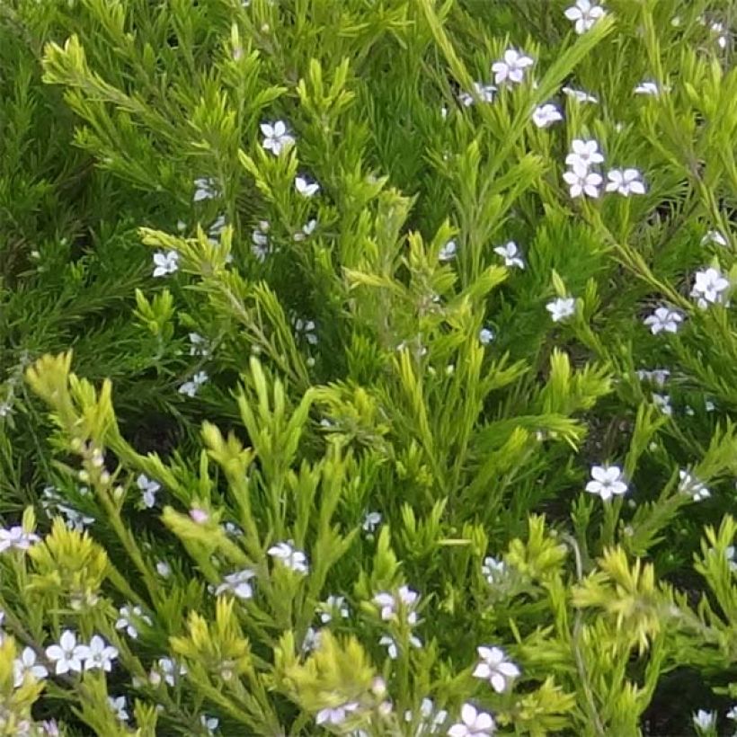 Diosma hirsuta Sunset Gold - Götterduft (Laub)