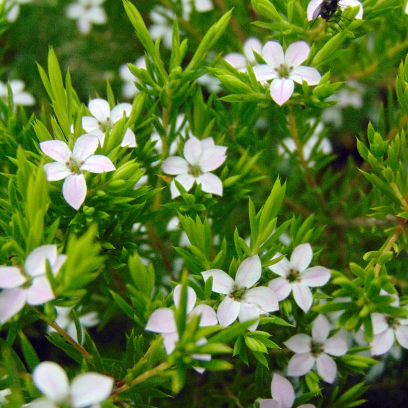 Diosma hirsuta Sunset Gold - Götterduft (Blüte)