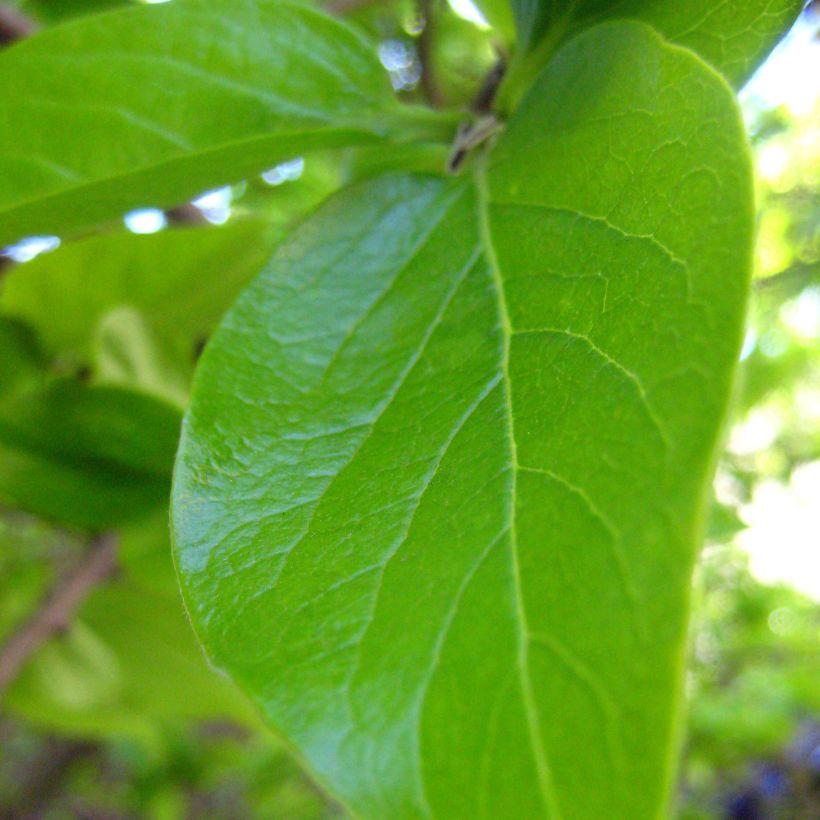 Kaki-Pflaume - Diospyros kaki (Laub)