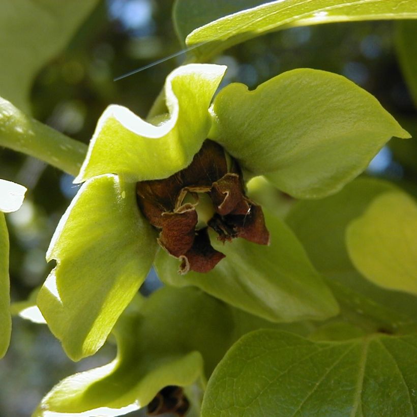 Kaki-Pflaume - Diospyros kaki (Blüte)