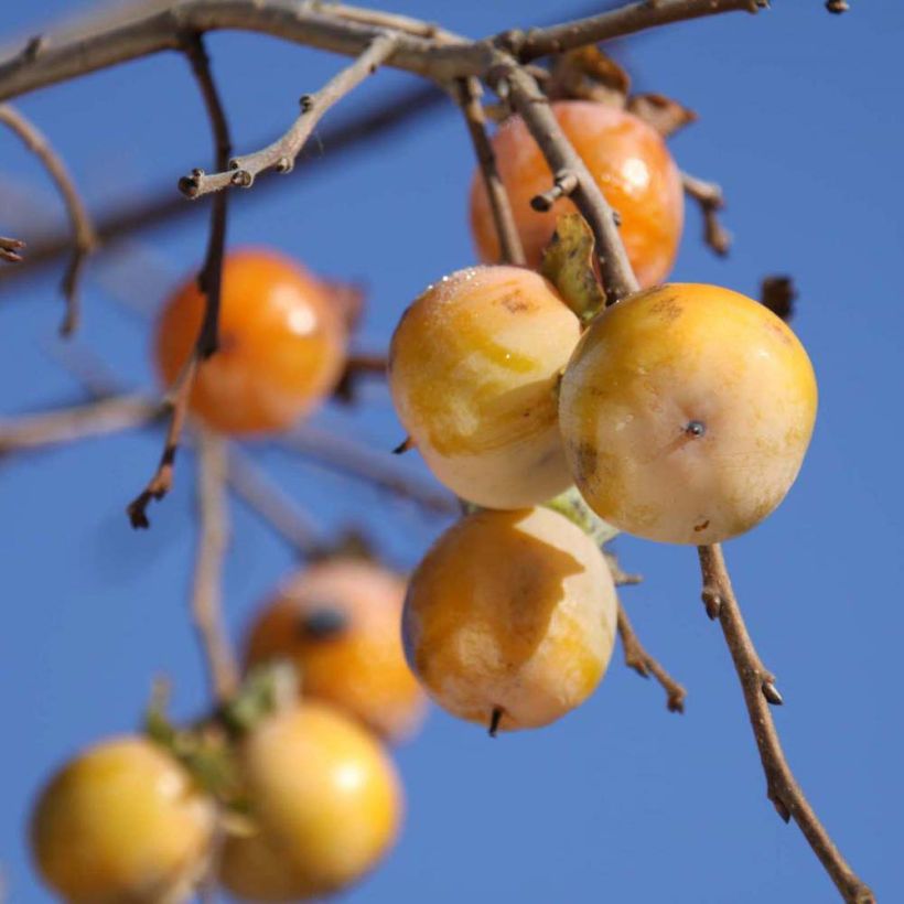 Virginische Dattelpflaume SAA Pieper - Diospyros virginiana (Ernte)