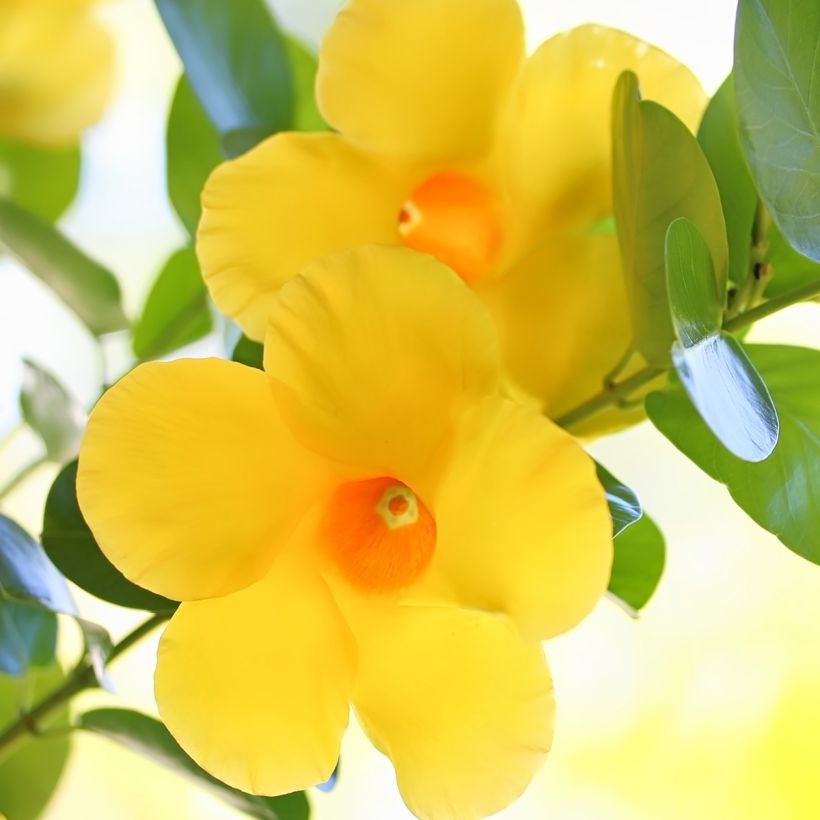 Dipladenia Diamantina Opale Citrine 2.0 - Mandevilla (Blüte)