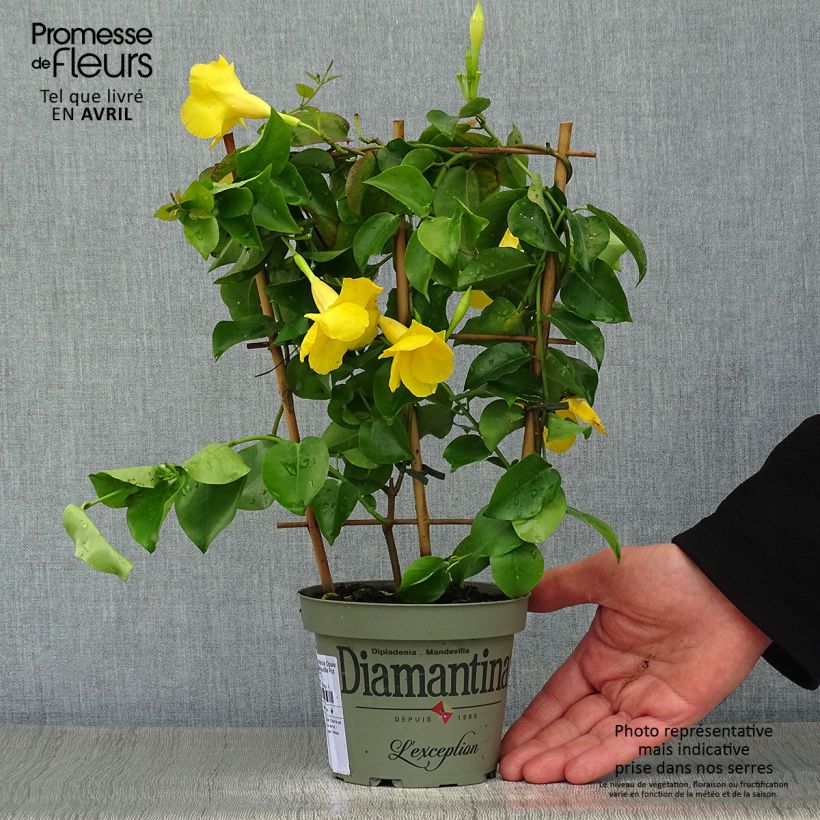 Exemplar von Dipladenia Diamantina Opale Citrine 2.0 - Mandevilla wie im Frühjahr geliefert