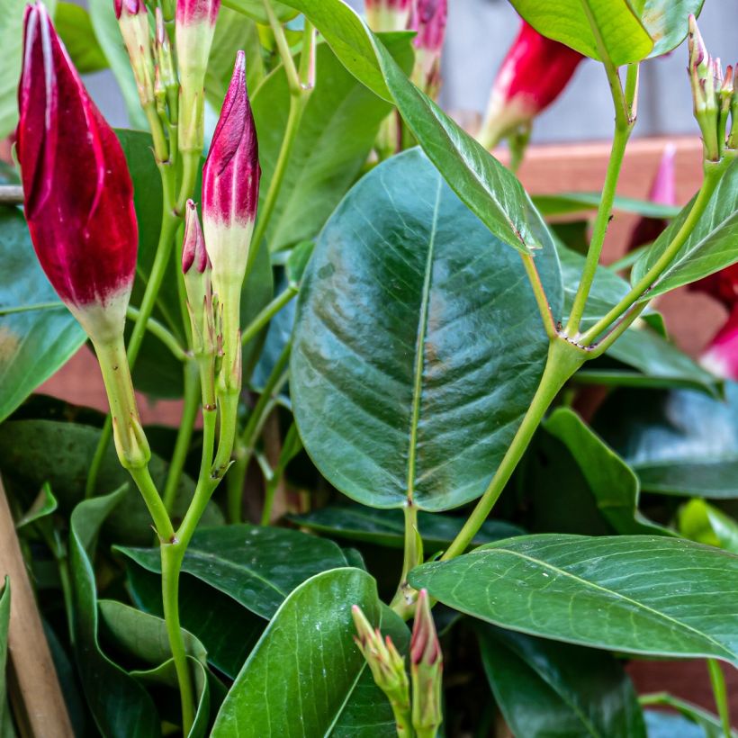 Dipladenia Diamantina Quartz Pink & Yellow - Mandevilla (Laub)