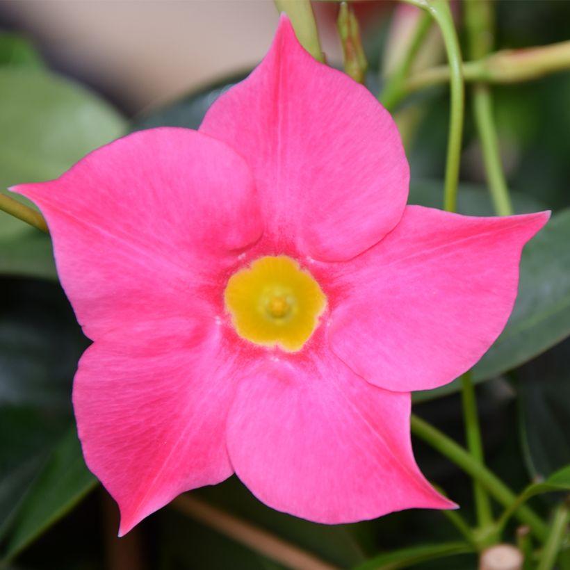 Dipladenia Diamantina Quartz Pink & Yellow - Mandevilla (Blüte)