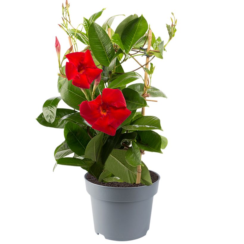 Dipladenia Diamantina Jade XXL Red - Mandevilla (Hafen)