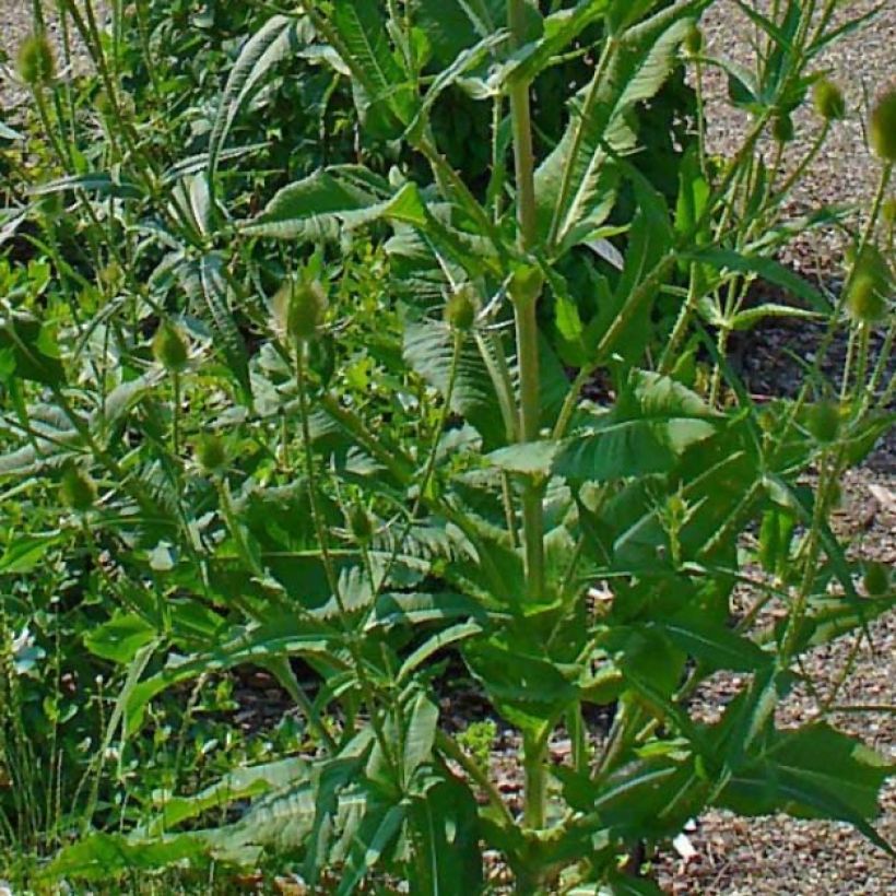 Dipsacus fullonum - Wilde Karde (Laub)