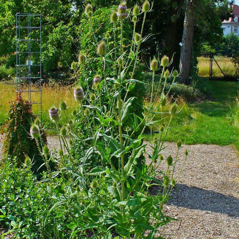 Dipsacus fullonum - Wilde Karde (Hafen)