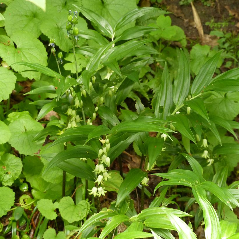 Disporopsis pernyi - Immergrünes Salomonssiegel (Hafen)