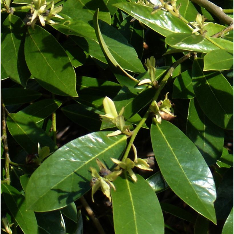 Traubiger Zweiggriffel Emerald Heights - Distylium (Laub)