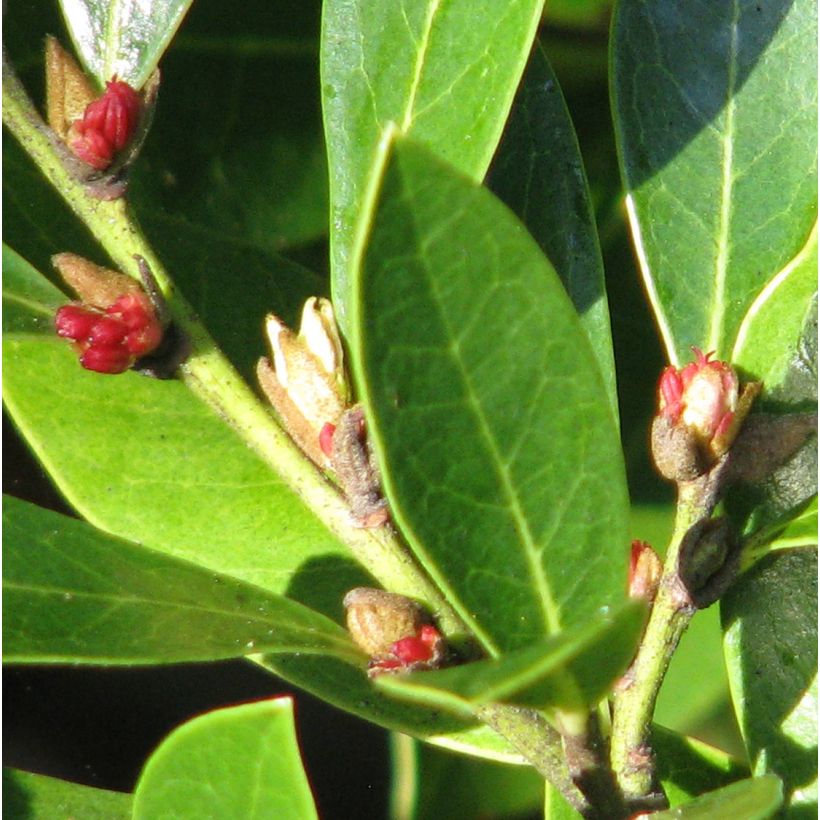 Traubiger Zweiggriffel Emerald Heights - Distylium (Blüte)