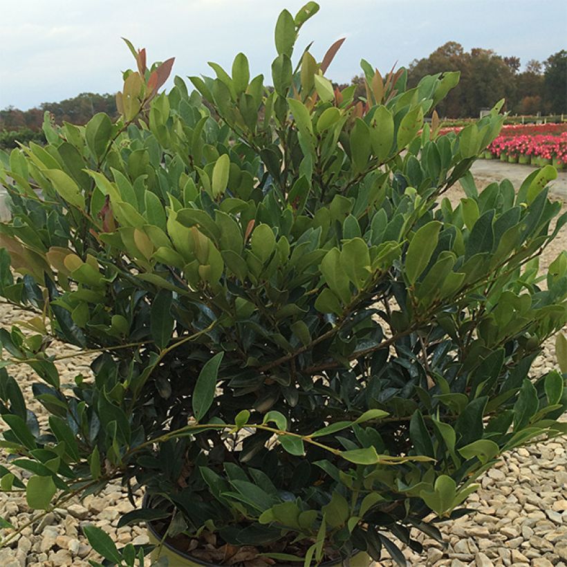 Traubiger Zweiggriffel Blue Cascade - Distylium (Hafen)