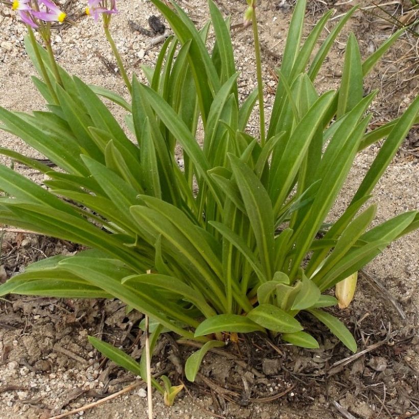 Götterblume Rotlicht - Dodecatheon jeffreyi (Laub)