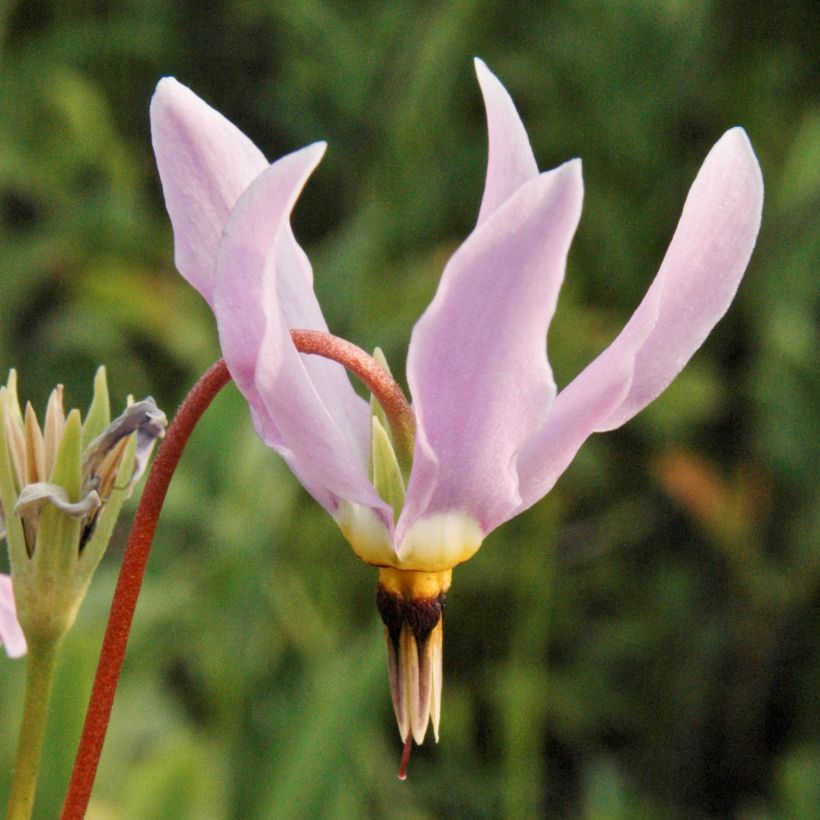 Götterblume - Dodecatheon meadia (Blüte)