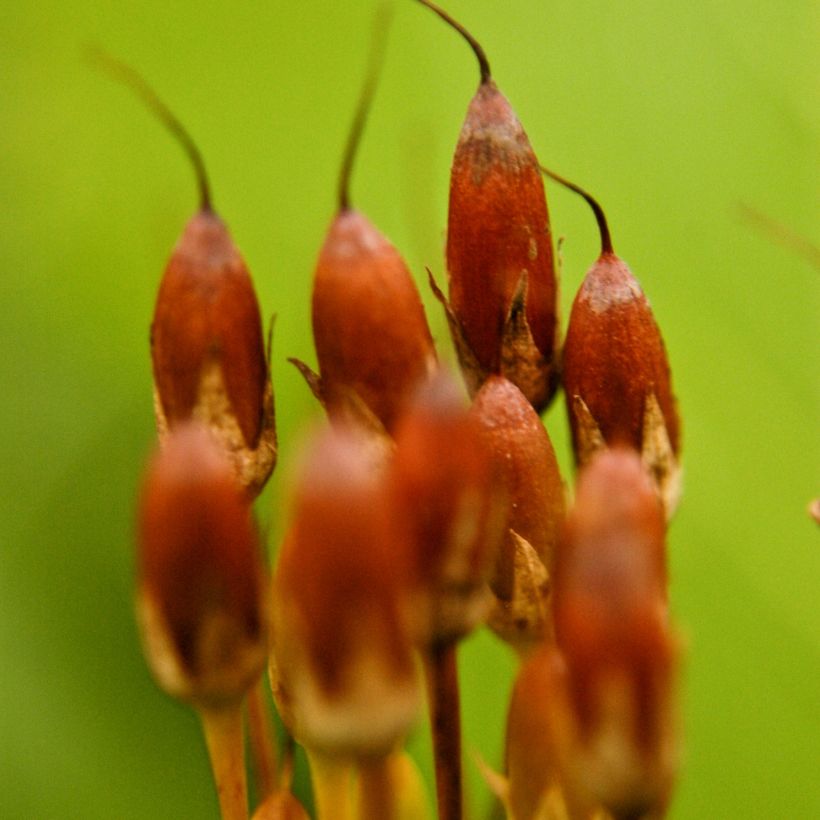 Götterblume - Dodecatheon meadia (Ernte)