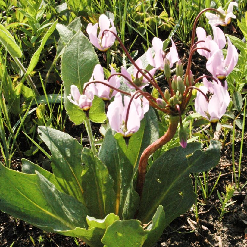 Götterblume - Dodecatheon meadia (Hafen)